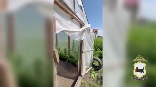 В Зиме полицейские изъяли почти 30 кустов конопли у местного жителя