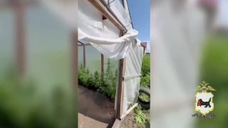 Полицейские изъяли крупную плантацию конопли в Зиме
